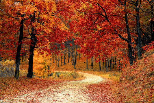🍂🍂 MABON 🍂🍂 Correspondances - Au Chaudron d'Enodia